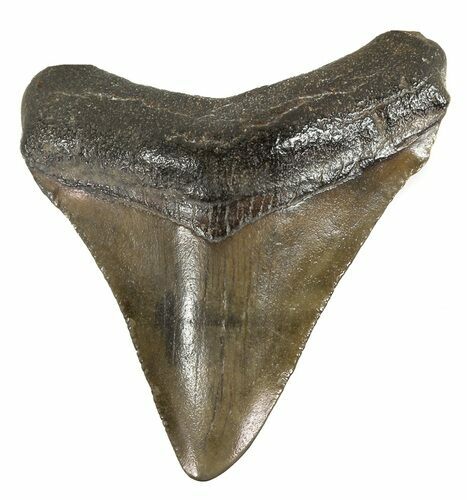 Juvenile Megalodon Tooth - South Carolina #52959